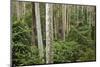 Spotted Gum Tree Forest in Murramarang National Park-Paul Souders-Mounted Photographic Print