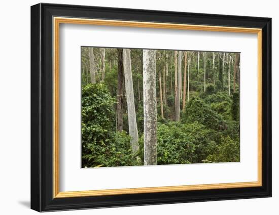 Spotted Gum Tree Forest in Murramarang National Park-Paul Souders-Framed Photographic Print