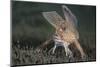 Spotted Handfish (Brachionichthys Hirsutus) Portrait, Derwent River Estuary, Hobart-Alex Mustard-Mounted Photographic Print