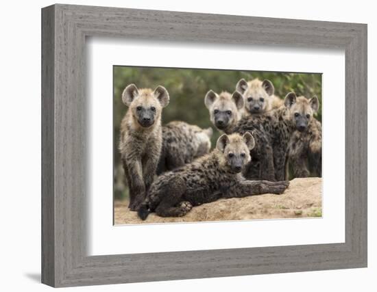 Spotted hyena (Crocuta crocuta), cubs together by den, Masai-Mara Game Reserve, Kenya-Denis-Huot-Framed Photographic Print