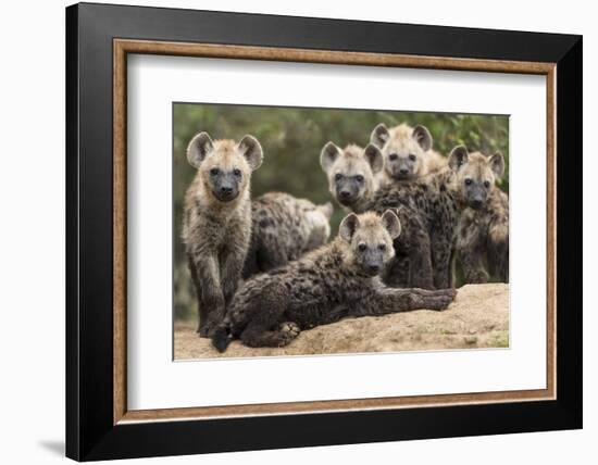 Spotted hyena (Crocuta crocuta), cubs together by den, Masai-Mara Game Reserve, Kenya-Denis-Huot-Framed Photographic Print