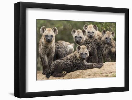 Spotted hyena (Crocuta crocuta), cubs together by den, Masai-Mara Game Reserve, Kenya-Denis-Huot-Framed Photographic Print