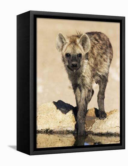 Spotted Hyena, Crocuta Crocuta, Kgalagadi Transfrontier Park, South Africa, Africa-Ann & Steve Toon-Framed Premier Image Canvas