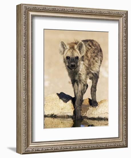Spotted Hyena, Crocuta Crocuta, Kgalagadi Transfrontier Park, South Africa, Africa-Ann & Steve Toon-Framed Photographic Print