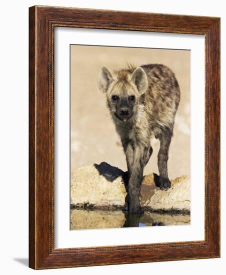 Spotted Hyena, Crocuta Crocuta, Kgalagadi Transfrontier Park, South Africa, Africa-Ann & Steve Toon-Framed Photographic Print