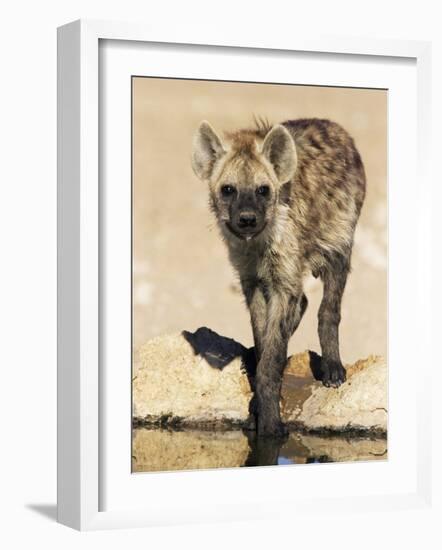 Spotted Hyena, Crocuta Crocuta, Kgalagadi Transfrontier Park, South Africa, Africa-Ann & Steve Toon-Framed Photographic Print