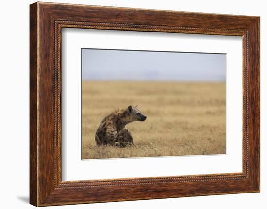 Spotted hyena (Crocuta crocuta), Ngorongoro Conservation Area, Tanzania, East Africa, Africa-Ashley Morgan-Framed Photographic Print