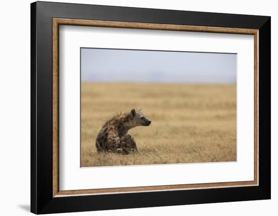 Spotted hyena (Crocuta crocuta), Ngorongoro Conservation Area, Tanzania, East Africa, Africa-Ashley Morgan-Framed Photographic Print