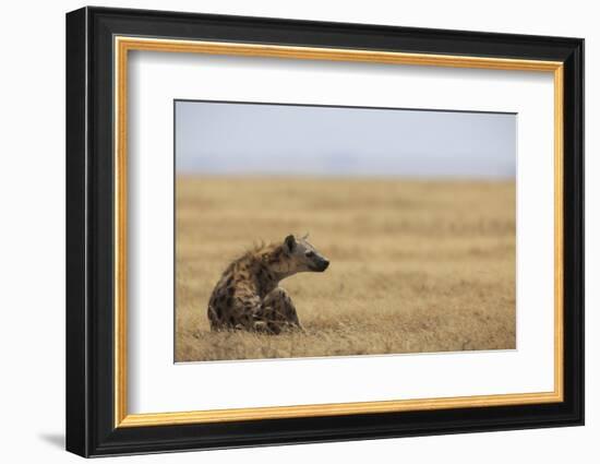 Spotted hyena (Crocuta crocuta), Ngorongoro Conservation Area, Tanzania, East Africa, Africa-Ashley Morgan-Framed Photographic Print