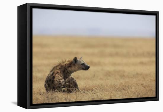 Spotted hyena (Crocuta crocuta), Ngorongoro Conservation Area, Tanzania, East Africa, Africa-Ashley Morgan-Framed Premier Image Canvas