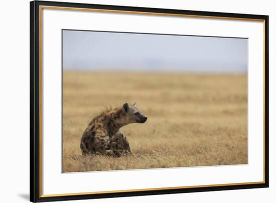 Spotted hyena (Crocuta crocuta), Ngorongoro Conservation Area, Tanzania, East Africa, Africa-Ashley Morgan-Framed Photographic Print