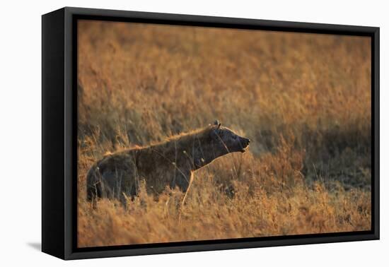 Spotted hyena (Crocuta crocuta), Serengeti National Park, Tanzania, East Africa, Africa-Ashley Morgan-Framed Premier Image Canvas