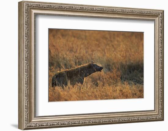 Spotted hyena (Crocuta crocuta), Serengeti National Park, Tanzania, East Africa, Africa-Ashley Morgan-Framed Photographic Print