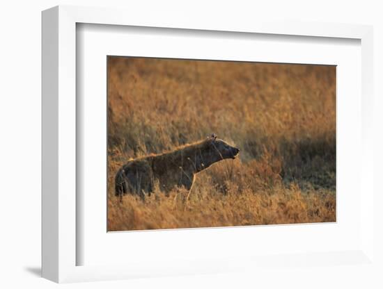 Spotted hyena (Crocuta crocuta), Serengeti National Park, Tanzania, East Africa, Africa-Ashley Morgan-Framed Photographic Print