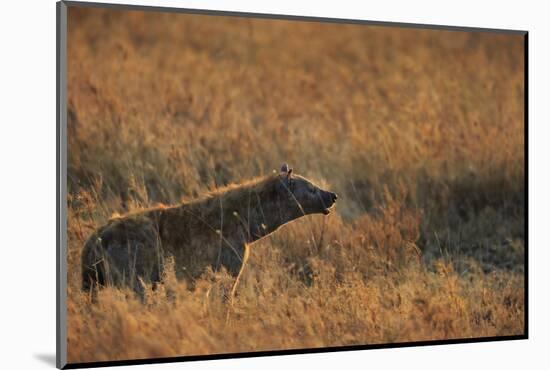 Spotted hyena (Crocuta crocuta), Serengeti National Park, Tanzania, East Africa, Africa-Ashley Morgan-Mounted Photographic Print
