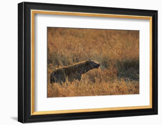 Spotted hyena (Crocuta crocuta), Serengeti National Park, Tanzania, East Africa, Africa-Ashley Morgan-Framed Photographic Print