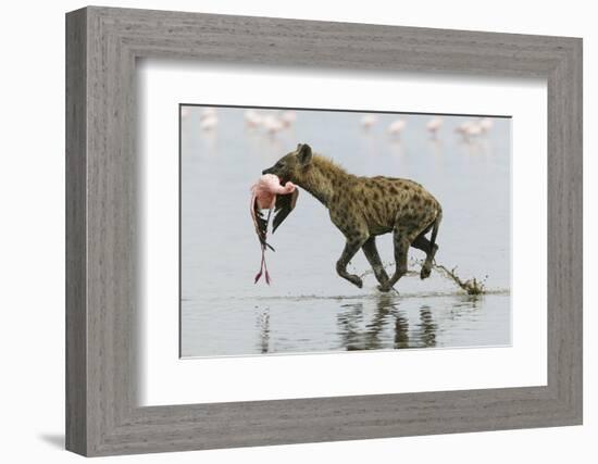 Spotted Hyena (Crocuta Crocuta) With Lesser Flamingo (Phoenicopterus Minor) It Has Just Caught-Denis-Huot-Framed Photographic Print