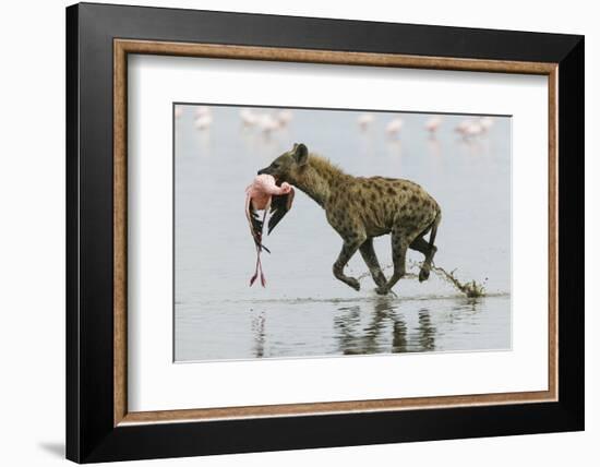 Spotted Hyena (Crocuta Crocuta) With Lesser Flamingo (Phoenicopterus Minor) It Has Just Caught-Denis-Huot-Framed Photographic Print