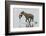 Spotted Hyena (Crocuta Crocuta) With Lesser Flamingo (Phoenicopterus Minor) It Has Just Caught-Denis-Huot-Framed Photographic Print