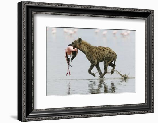 Spotted Hyena (Crocuta Crocuta) With Lesser Flamingo (Phoenicopterus Minor) It Has Just Caught-Denis-Huot-Framed Photographic Print