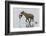 Spotted Hyena (Crocuta Crocuta) With Lesser Flamingo (Phoenicopterus Minor) It Has Just Caught-Denis-Huot-Framed Photographic Print