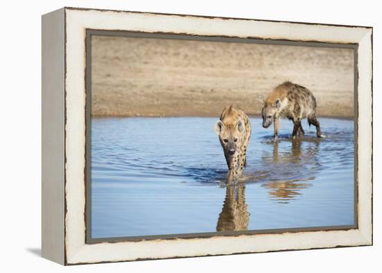 Spotted Hyena (Crocuta Crocuta), Zambia, Africa-Janette Hill-Framed Premier Image Canvas