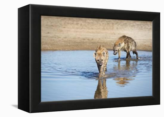 Spotted Hyena (Crocuta Crocuta), Zambia, Africa-Janette Hill-Framed Premier Image Canvas