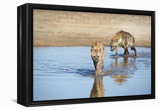 Spotted Hyena (Crocuta Crocuta), Zambia, Africa-Janette Hill-Framed Premier Image Canvas