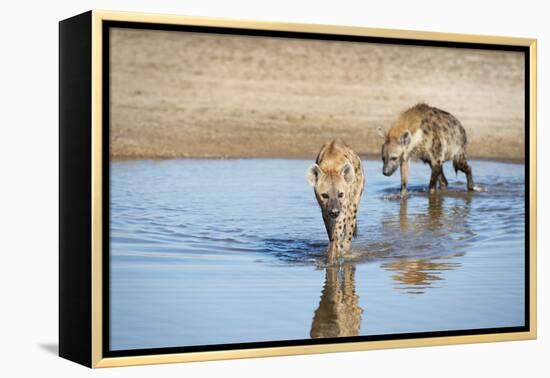 Spotted Hyena (Crocuta Crocuta), Zambia, Africa-Janette Hill-Framed Premier Image Canvas