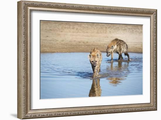 Spotted Hyena (Crocuta Crocuta), Zambia, Africa-Janette Hill-Framed Photographic Print