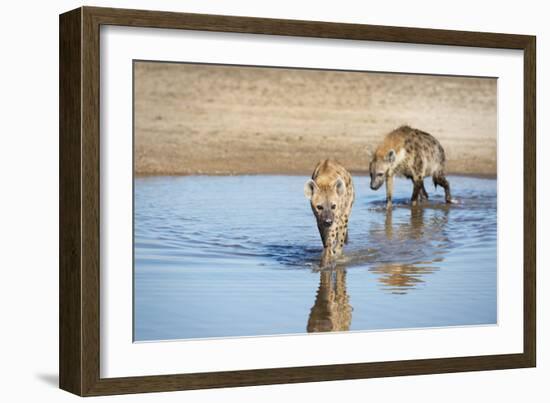 Spotted Hyena (Crocuta Crocuta), Zambia, Africa-Janette Hill-Framed Photographic Print