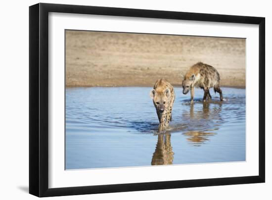 Spotted Hyena (Crocuta Crocuta), Zambia, Africa-Janette Hill-Framed Photographic Print