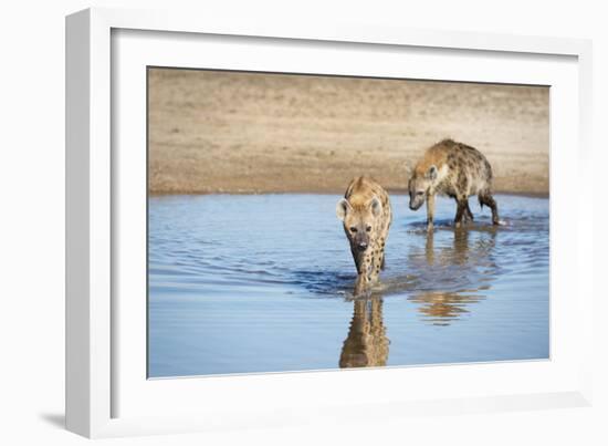 Spotted Hyena (Crocuta Crocuta), Zambia, Africa-Janette Hill-Framed Photographic Print