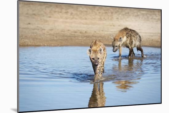 Spotted Hyena (Crocuta Crocuta), Zambia, Africa-Janette Hill-Mounted Photographic Print