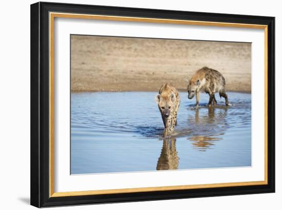 Spotted Hyena (Crocuta Crocuta), Zambia, Africa-Janette Hill-Framed Photographic Print