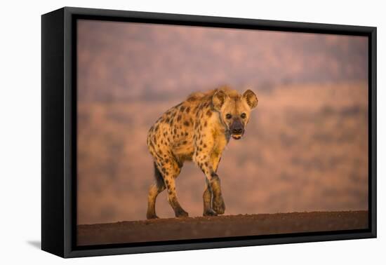 Spotted hyena (Crocuta crocuta), Zimanga private game reserve, KwaZulu-Natal-Ann and Steve Toon-Framed Premier Image Canvas