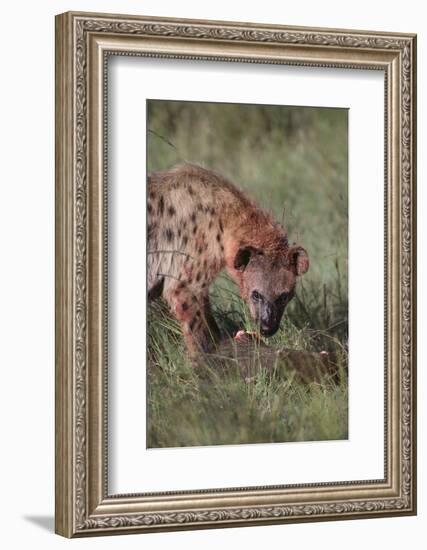 Spotted Hyena Feeding on Prey-DLILLC-Framed Photographic Print