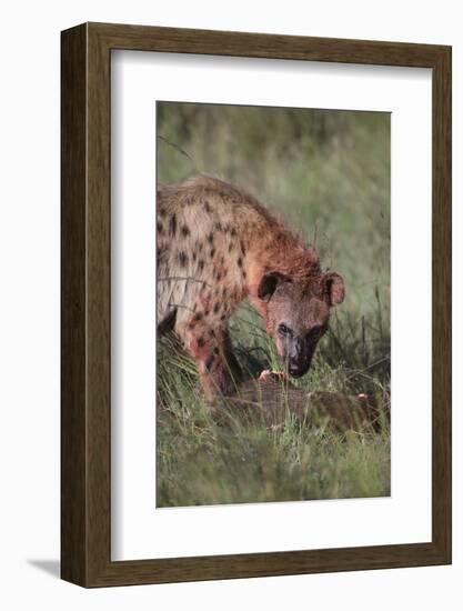 Spotted Hyena Feeding on Prey-DLILLC-Framed Photographic Print