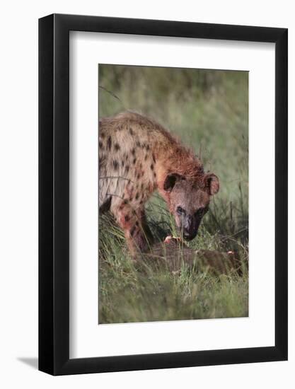 Spotted Hyena Feeding on Prey-DLILLC-Framed Photographic Print