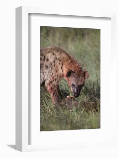 Spotted Hyena Feeding on Prey-DLILLC-Framed Photographic Print