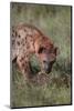 Spotted Hyena Feeding on Prey-DLILLC-Mounted Photographic Print