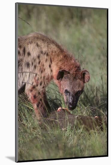 Spotted Hyena Feeding on Prey-DLILLC-Mounted Photographic Print