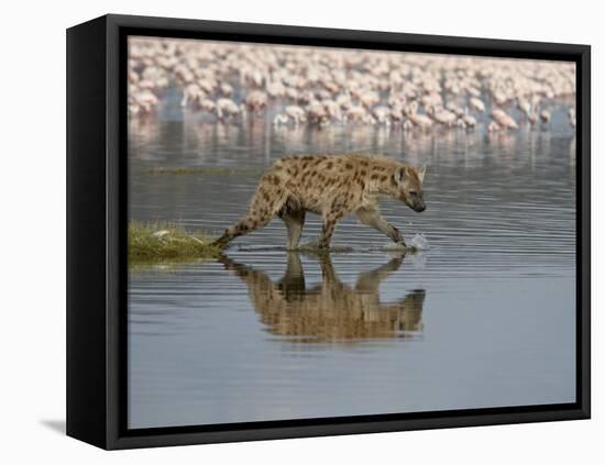 Spotted Hyena in Lake Nakuru, Lake Nakuru National Park-James Hager-Framed Premier Image Canvas