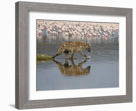 Spotted Hyena in Lake Nakuru, Lake Nakuru National Park-James Hager-Framed Photographic Print