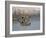 Spotted Hyena in Lake Nakuru, Lake Nakuru National Park-James Hager-Framed Photographic Print