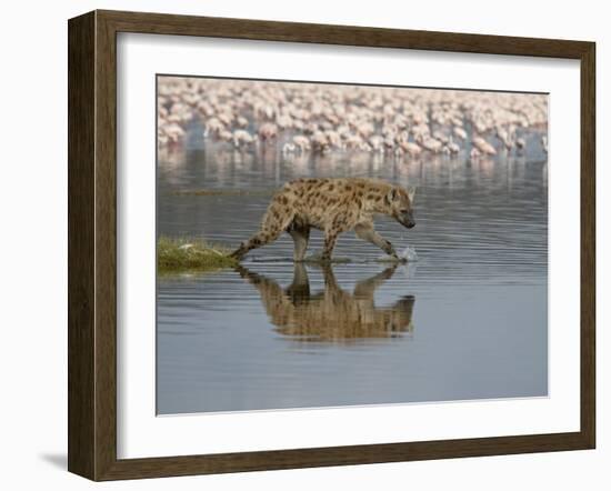 Spotted Hyena in Lake Nakuru, Lake Nakuru National Park-James Hager-Framed Photographic Print