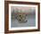 Spotted Hyena in Lake Nakuru, Lake Nakuru National Park-James Hager-Framed Photographic Print