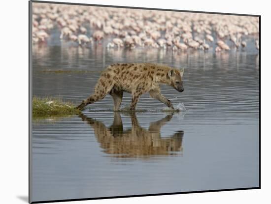 Spotted Hyena in Lake Nakuru, Lake Nakuru National Park-James Hager-Mounted Photographic Print