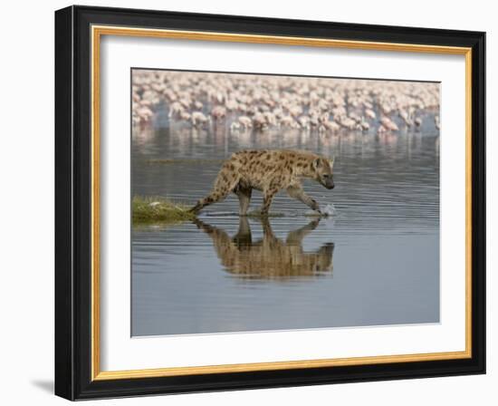 Spotted Hyena in Lake Nakuru, Lake Nakuru National Park-James Hager-Framed Photographic Print