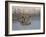 Spotted Hyena in Lake Nakuru, Lake Nakuru National Park-James Hager-Framed Photographic Print